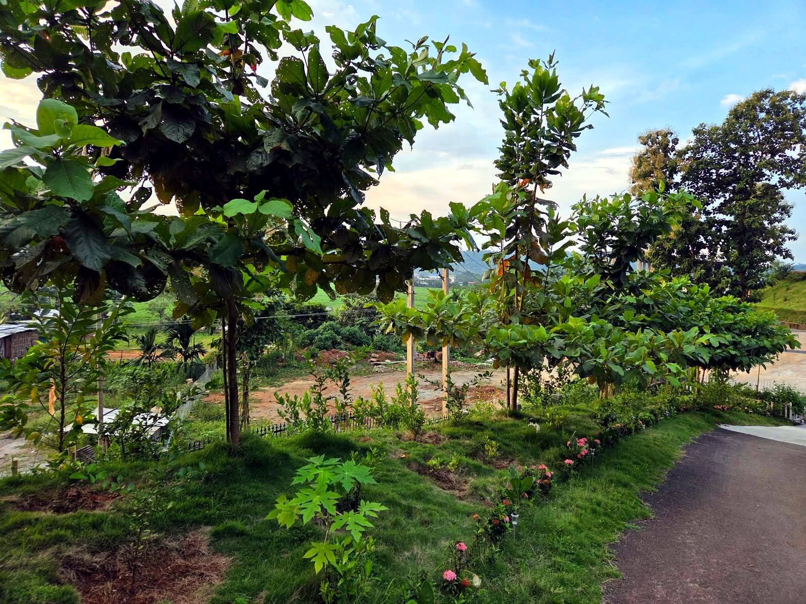 Young trees along the evening path
