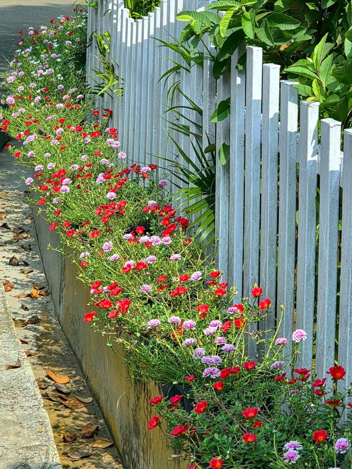 Flowering plants along a white fence at The Nest
