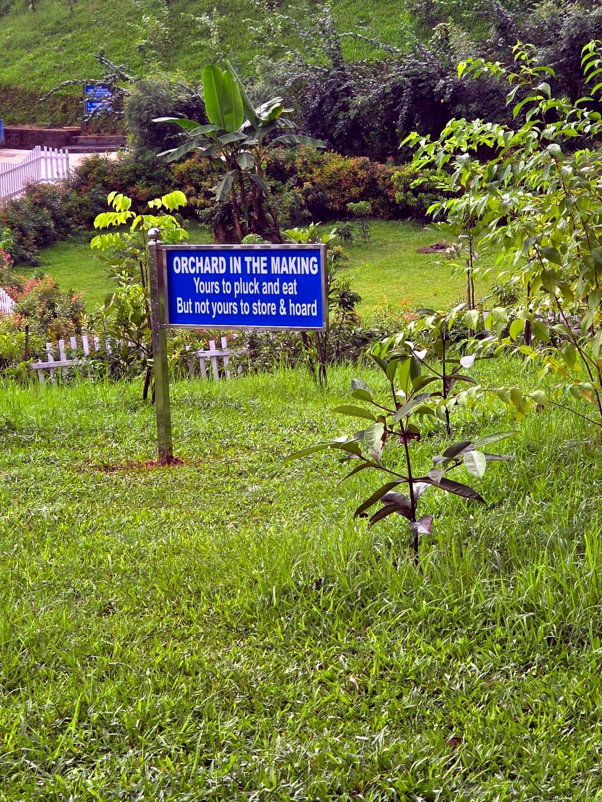 The orchard in the making