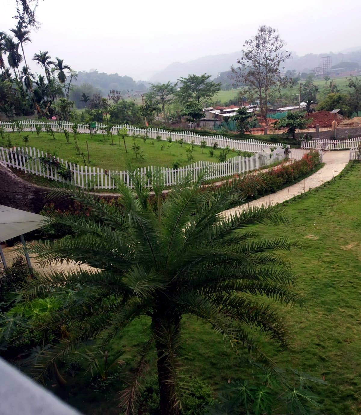 A young palm in the landscaped grounds